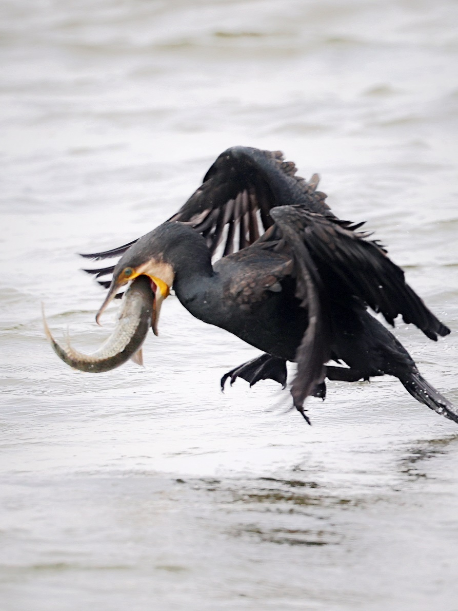 捕鱼为生的海鸟们