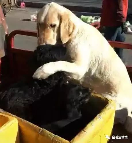 狗妈妈的小狗崽大多都被卖掉了,当仅剩2只时将小狗崽抱在怀中休闲区蓝鸢梦想 - Www.slyday.coM 狗妈妈的小狗崽大多都被卖掉了,当仅剩2只时将小狗崽抱在怀中休闲区蓝鸢梦想 - Www.slyday.coM