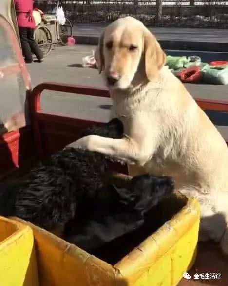 狗妈妈的小狗崽大多都被卖掉了,当仅剩2只时将小狗崽抱在怀中休闲区蓝鸢梦想 - Www.slyday.coM 狗妈妈的小狗崽大多都被卖掉了,当仅剩2只时将小狗崽抱在怀中休闲区蓝鸢梦想 - Www.slyday.coM