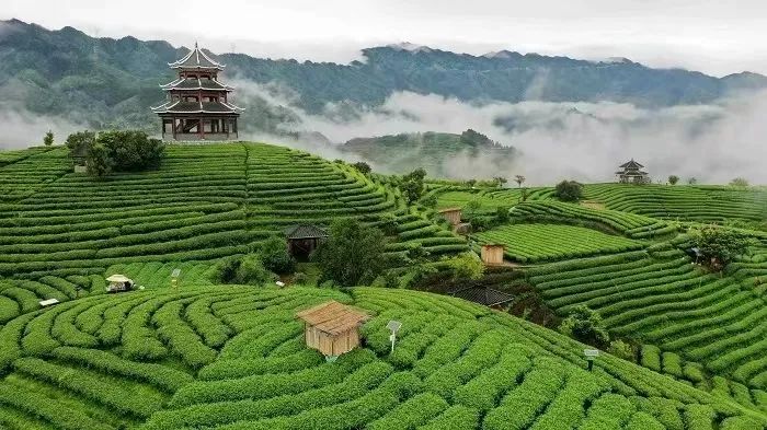 八马茶业ipo遇挫中国茶企集体失落