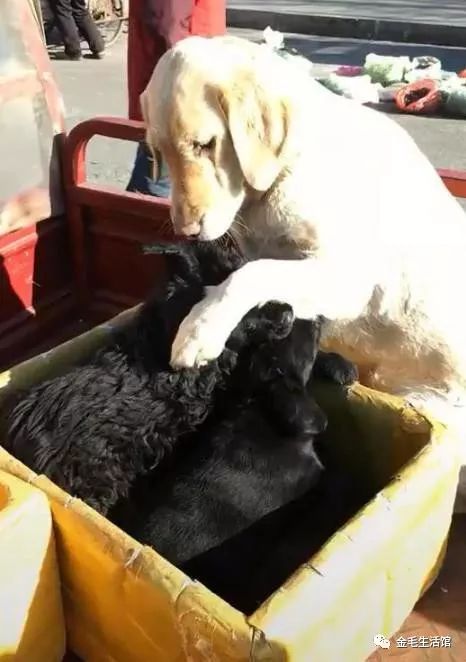 狗妈妈的小狗崽大多都被卖掉了,当仅剩2只时将小狗崽抱在怀中休闲区蓝鸢梦想 - Www.slyday.coM 狗妈妈的小狗崽大多都被卖掉了,当仅剩2只时将小狗崽抱在怀中休闲区蓝鸢梦想 - Www.slyday.coM