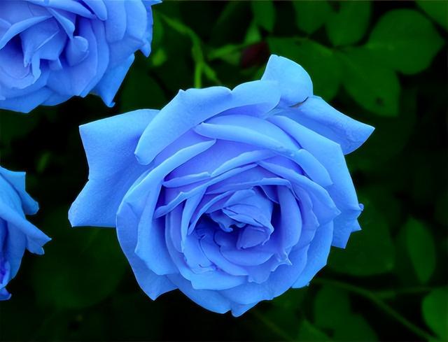 被过度吹捧的五种花仅照片好看入手发现丑得一塌糊涂