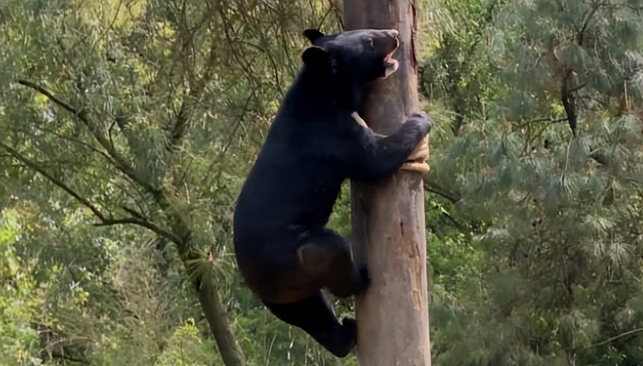 青海寺庙有6只黑熊出没,与人相熟较为温顺,若遇袭爆发力强