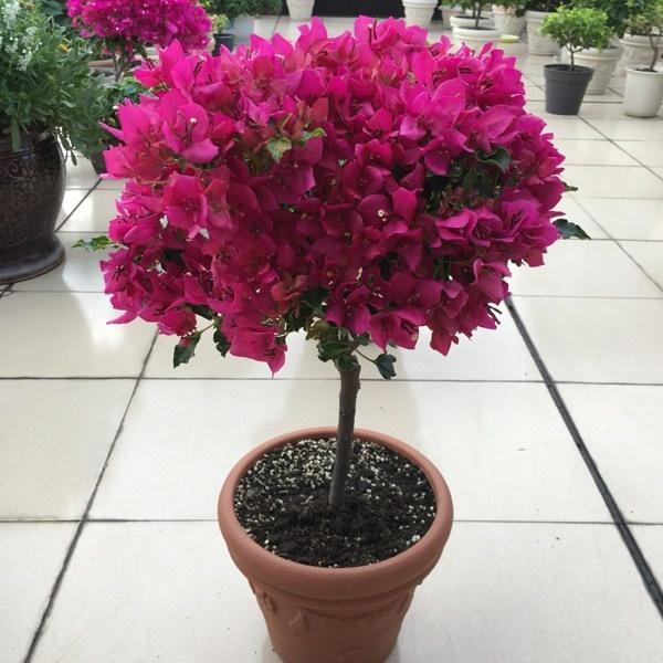 想让三角梅开成大花球早春做好4个小步骤你也能做到