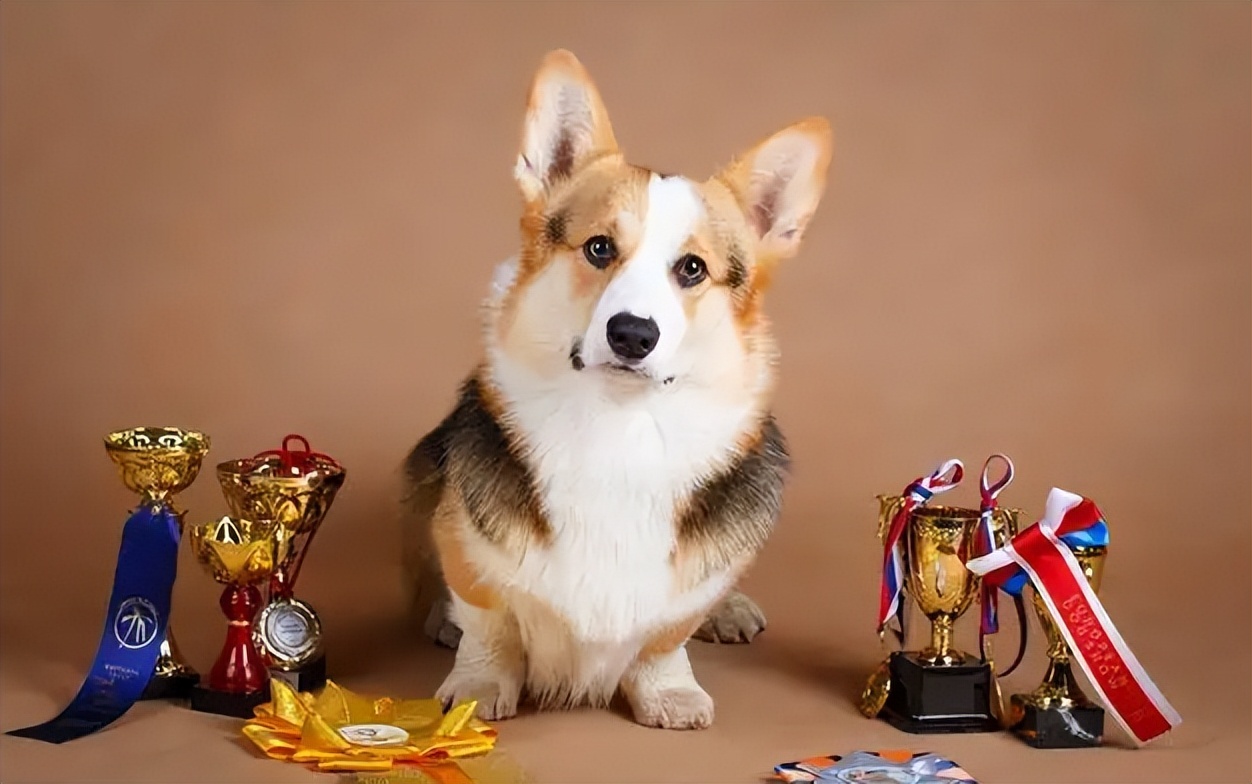 柯基犬为何能成为英国女王最爱的狗看完理解了