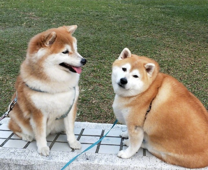 胖柴犬这怕是只柴猪吧