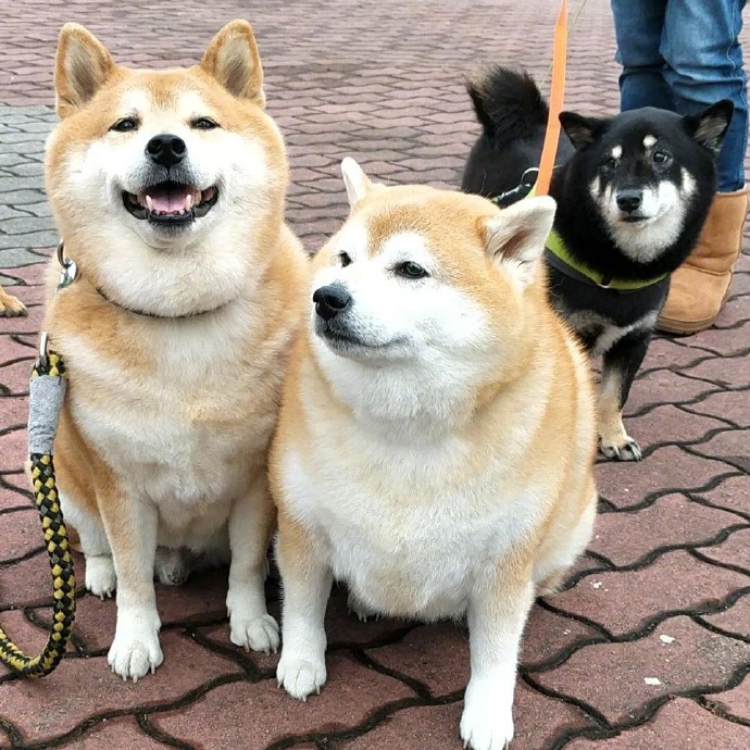 胖柴犬这怕是只柴猪吧