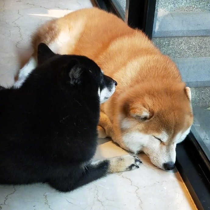 胖柴犬这怕是只柴猪吧