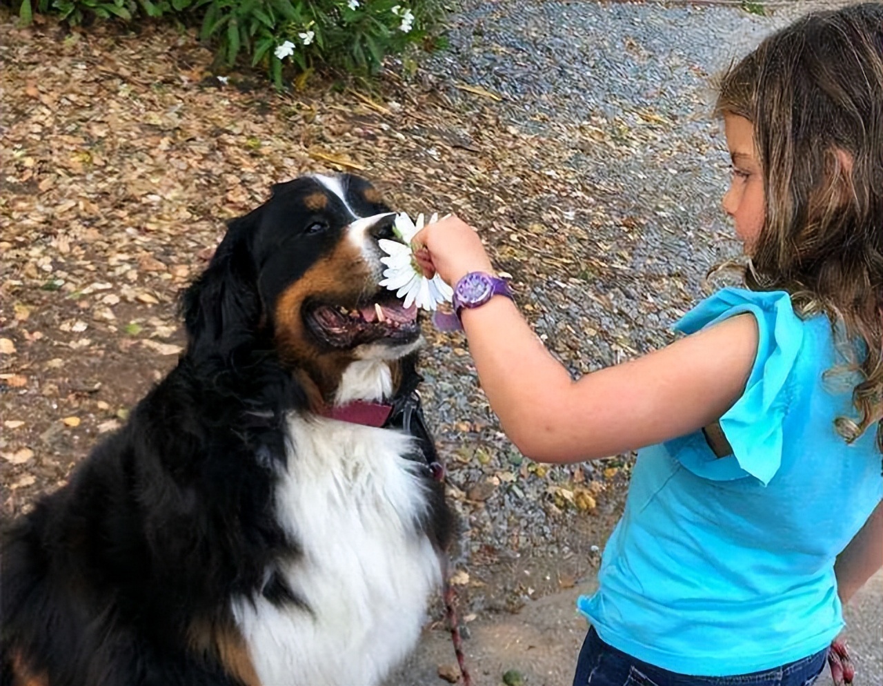 为何养伯恩山犬的人越来越多网友养了就不想换狗