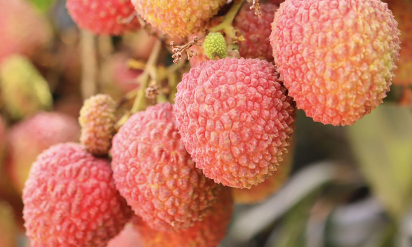 全国哪的荔枝最好吃经过评比5种荔枝比较出名有你家乡吗