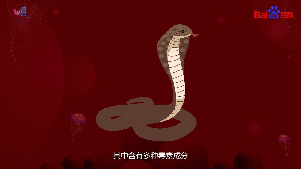 1分钟了解眼镜王蛇