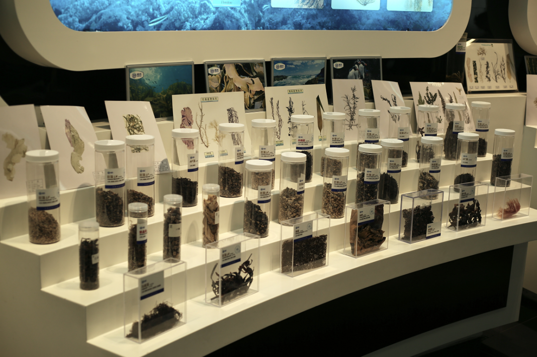 明月海藻科技馆里的海藻标本.郑策 摄