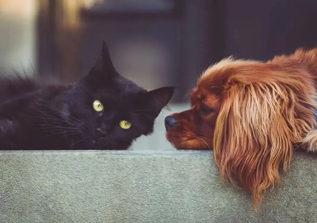 “汪星人喵星人撑起乖宝宠物IPO：营收快速增长但净利率水平偏低