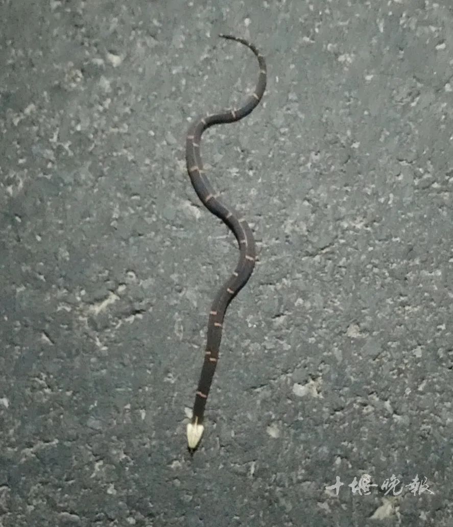 原209国道返回,途经阳坡村柯家坡时,在路边发现了一条不曾见过的小蛇