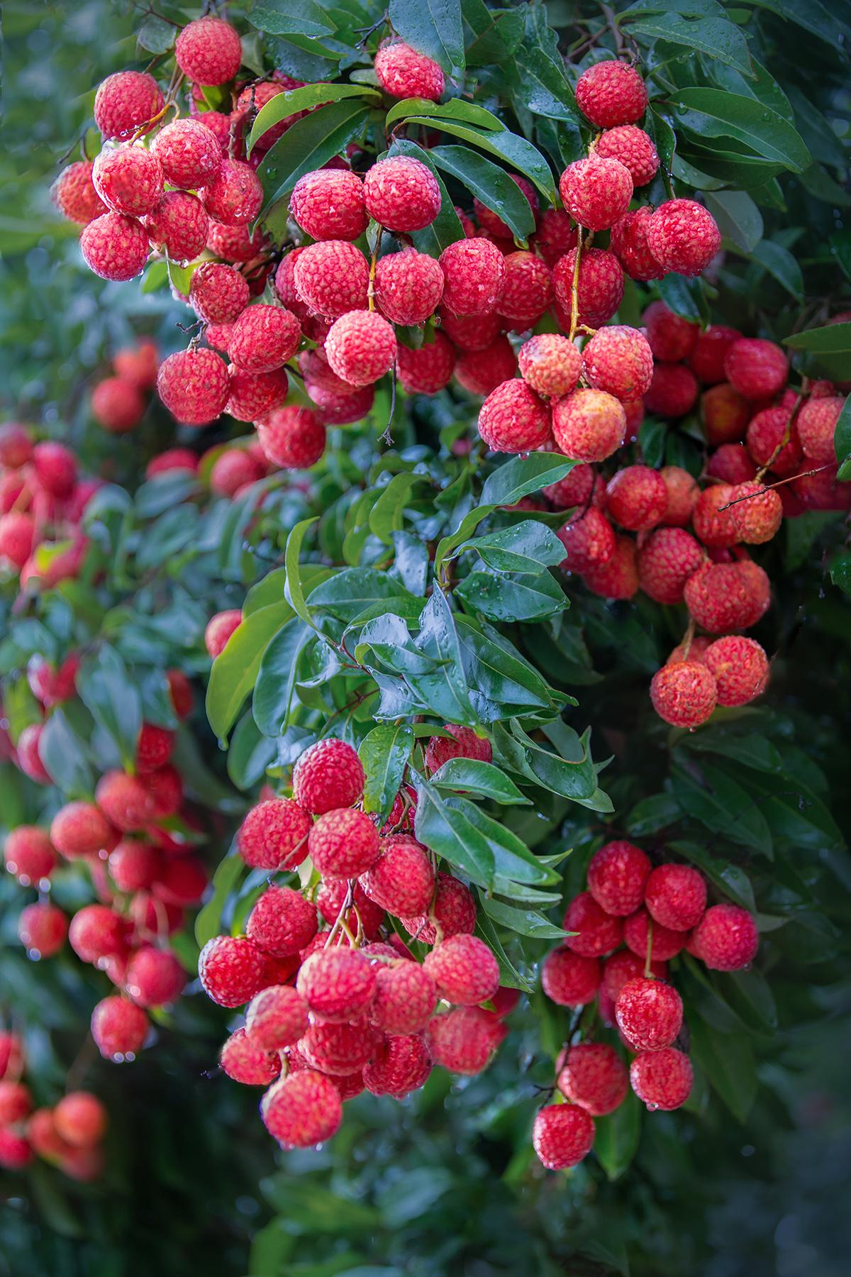 冷库开到荔枝树下广东荔枝让你尝尝真正的田头鲜