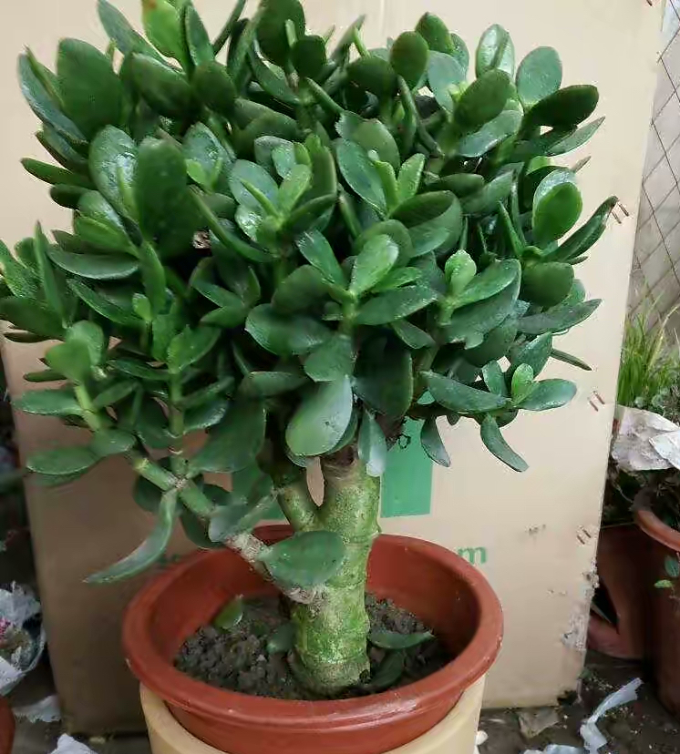 养玉树盆景做好一步就行了叶肥厚翠绿更快变霸气老桩