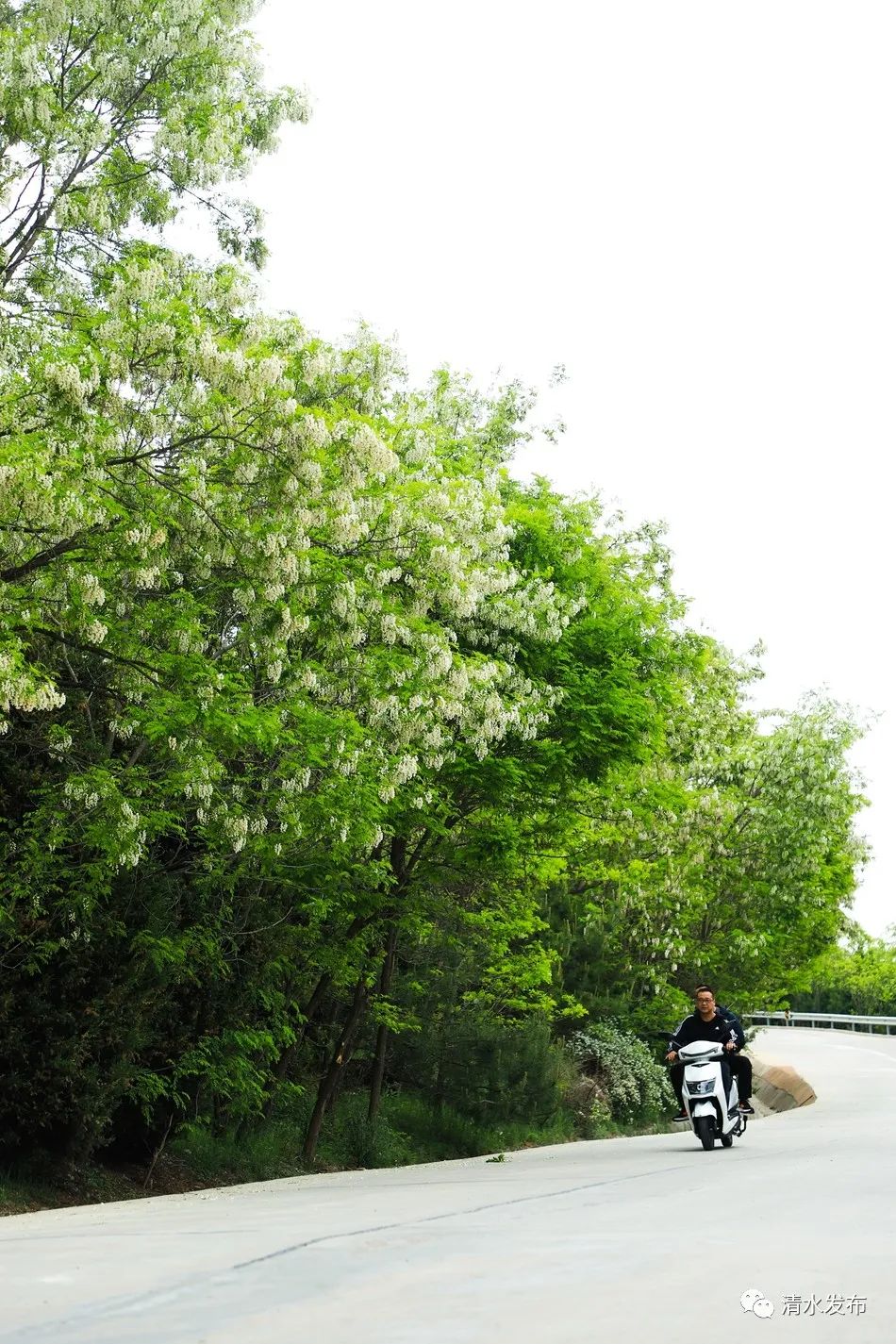 天水市清水县又是一年槐花开染醉初夏入画来