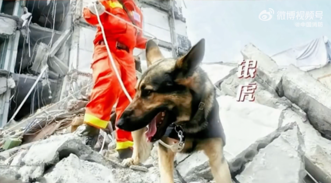 再见小英雄67只汶川地震搜救犬已全部离世