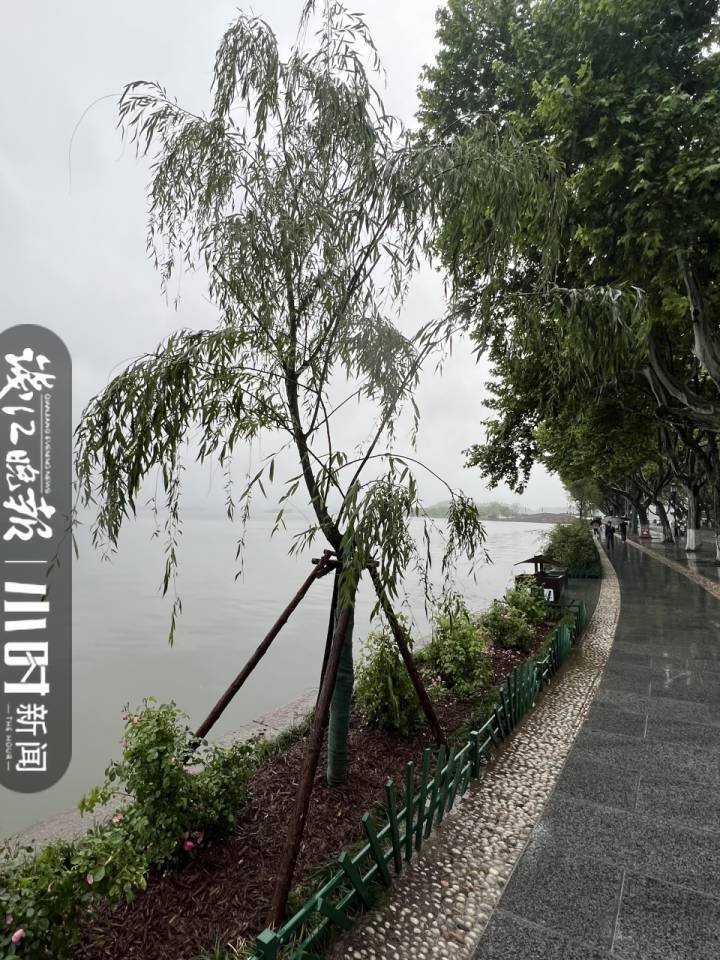 西湖断桥边的7棵柳树又回来了，景区将对柳树换月季事件追责休闲区蓝鸢梦想 - Www.slyday.coM