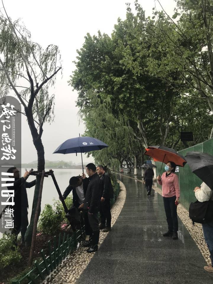 西湖断桥边的7棵柳树又回来了，景区将对柳树换月季事件追责休闲区蓝鸢梦想 - Www.slyday.coM