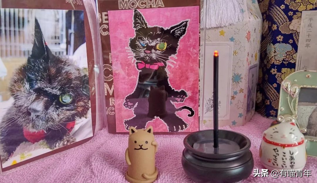 爱猫去世3个月后,又回到我身边了休闲区蓝鸢梦想 - Www.slyday.coM 爱猫去世3个月后,又回到我身边了休闲区蓝鸢梦想 - Www.slyday.coM