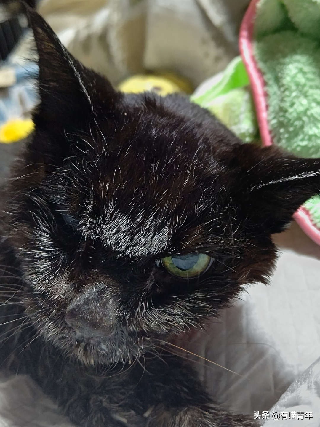 爱猫去世3个月后,又回到我身边了休闲区蓝鸢梦想 - Www.slyday.coM 爱猫去世3个月后,又回到我身边了休闲区蓝鸢梦想 - Www.slyday.coM