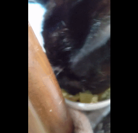 爱猫去世3个月后,又回到我身边了休闲区蓝鸢梦想 - Www.slyday.coM 爱猫去世3个月后,又回到我身边了休闲区蓝鸢梦想 - Www.slyday.coM