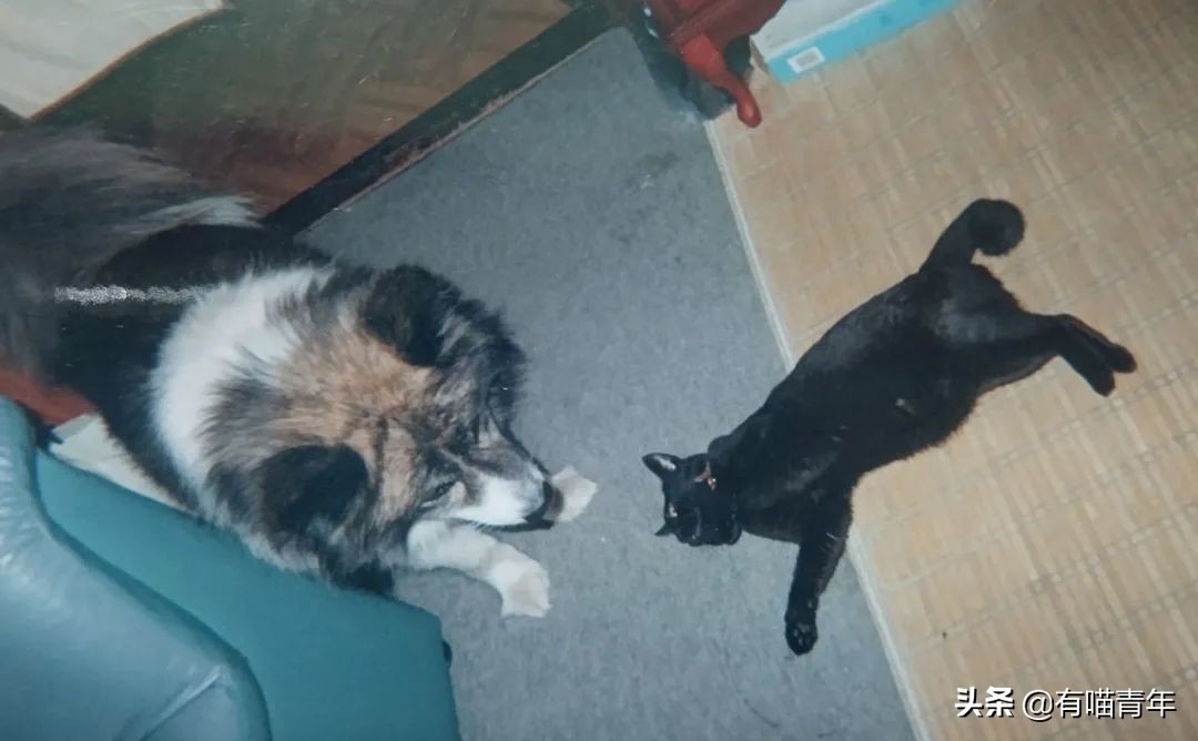 爱猫去世3个月后,又回到我身边了休闲区蓝鸢梦想 - Www.slyday.coM 爱猫去世3个月后,又回到我身边了休闲区蓝鸢梦想 - Www.slyday.coM