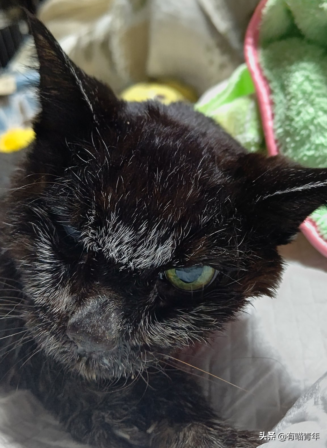 爱猫去世3个月后,又回到我身边了休闲区蓝鸢梦想 - Www.slyday.coM 爱猫去世3个月后,又回到我身边了休闲区蓝鸢梦想 - Www.slyday.coM