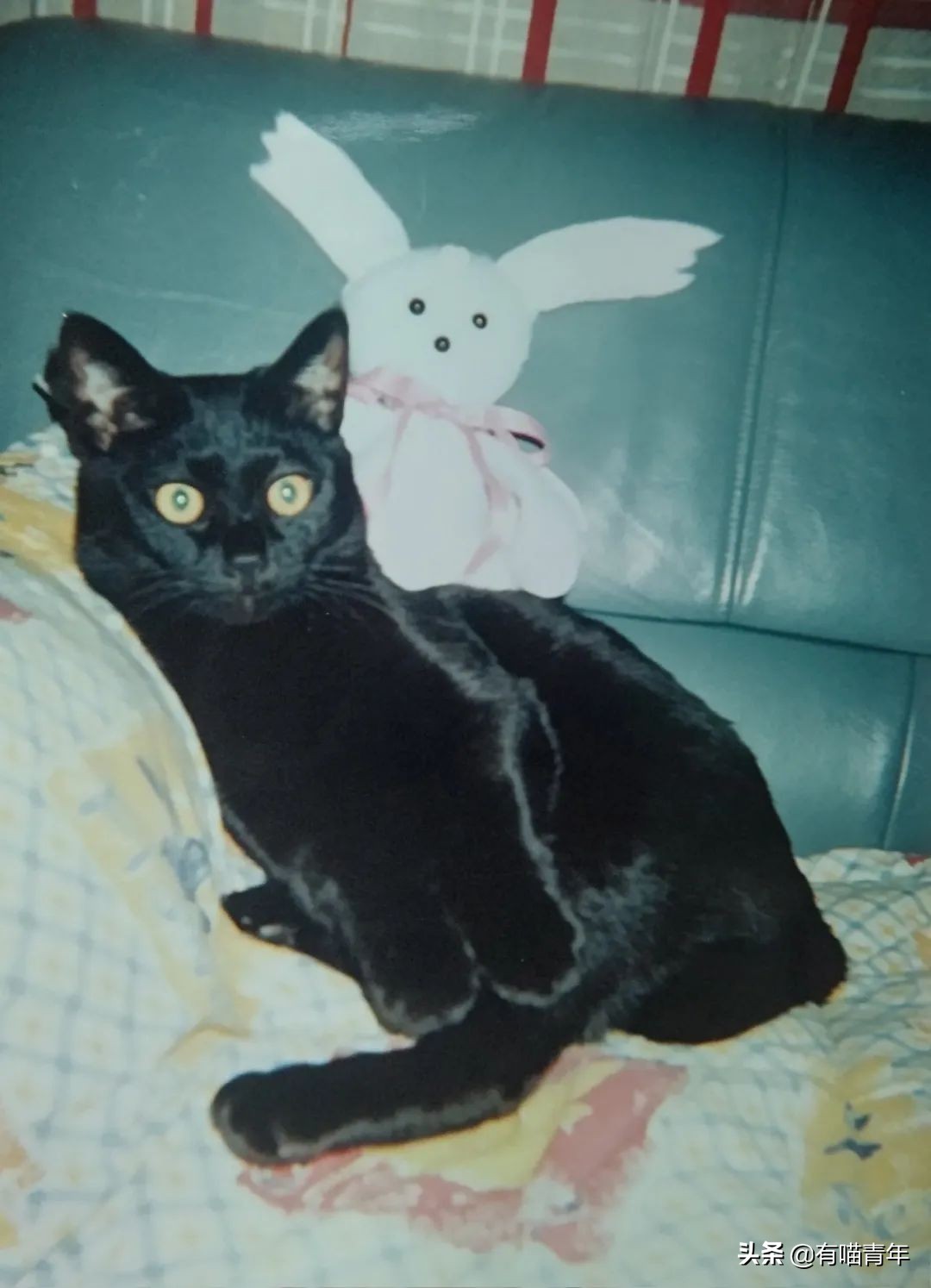 爱猫去世3个月后,又回到我身边了休闲区蓝鸢梦想 - Www.slyday.coM 爱猫去世3个月后,又回到我身边了休闲区蓝鸢梦想 - Www.slyday.coM