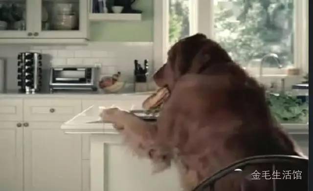 成精了金毛趁主人离开偷吃早餐,怕被发现嫁祸小猫!休闲区蓝鸢梦想 - Www.slyday.coM 成精了金毛趁主人离开偷吃早餐,怕被发现嫁祸小猫!休闲区蓝鸢梦想 - Www.slyday.coM