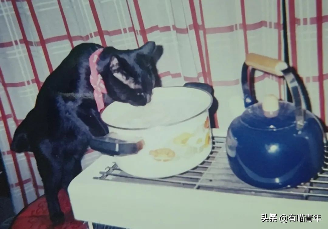 爱猫去世3个月后,又回到我身边了休闲区蓝鸢梦想 - Www.slyday.coM 爱猫去世3个月后,又回到我身边了休闲区蓝鸢梦想 - Www.slyday.coM