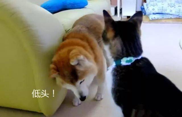 柴犬今年已经15岁,主人告诉猫咪别欺负它,结果猫咪的态度真变了休闲区蓝鸢梦想 - Www.slyday.coM 柴犬今年已经15岁,主人告诉猫咪别欺负它,结果猫咪的态度真变了休闲区蓝鸢梦想 - Www.slyday.coM