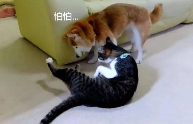 柴犬今年已经15岁,主人告诉猫咪别欺负它,结果猫咪的态度真变了休闲区蓝鸢梦想 - Www.slyday.coM 柴犬今年已经15岁,主人告诉猫咪别欺负它,结果猫咪的态度真变了休闲区蓝鸢梦想 - Www.slyday.coM