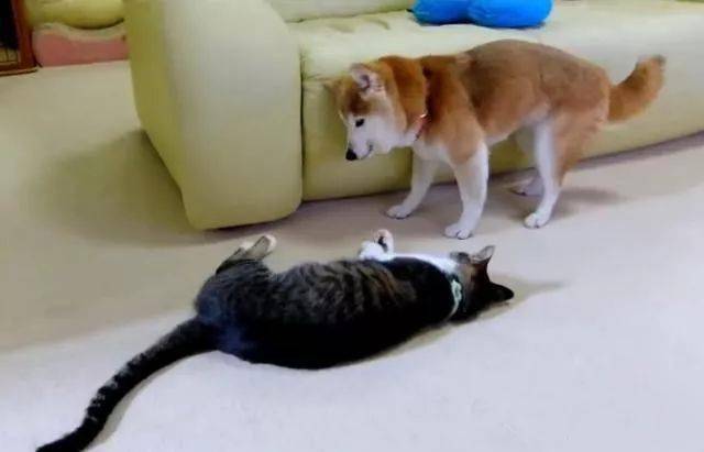 柴犬今年已经15岁，主人告诉猫咪别欺负它，结果猫咪的态度真变了休闲区蓝鸢梦想 - Www.slyday.coM