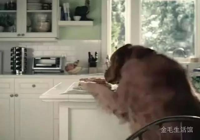 成精了金毛趁主人离开偷吃早餐,怕被发现嫁祸小猫!休闲区蓝鸢梦想 - Www.slyday.coM 成精了金毛趁主人离开偷吃早餐,怕被发现嫁祸小猫!休闲区蓝鸢梦想 - Www.slyday.coM