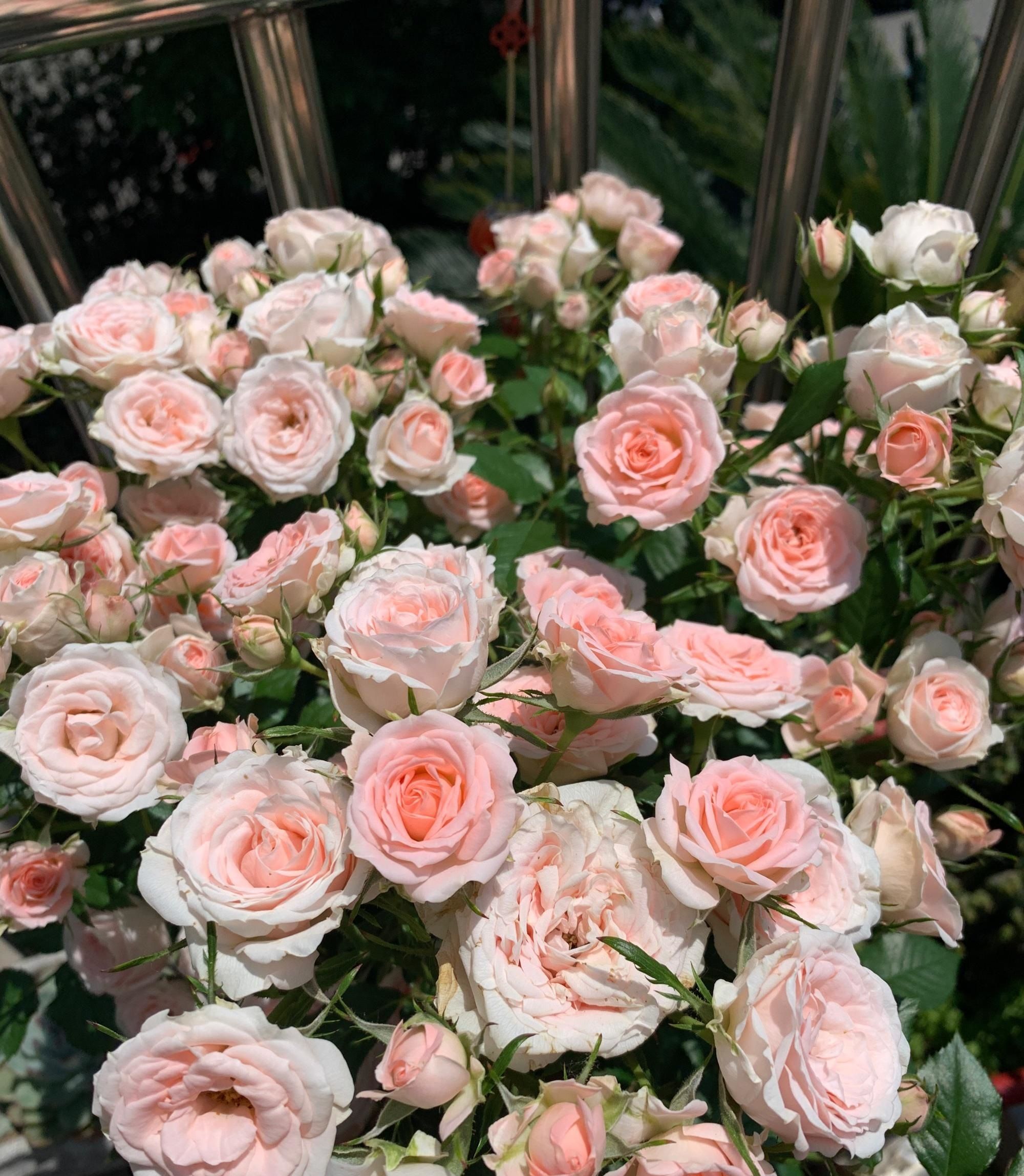 新手养月季就选宝贝宝石美如玫瑰皮实好养多季节开花