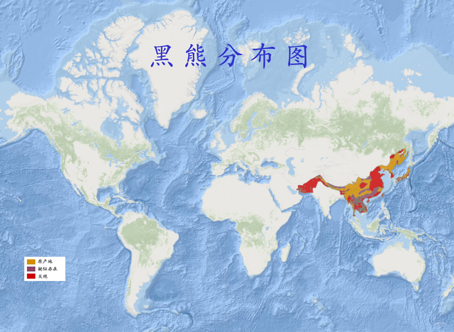 黑熊,是食肉目,熊科动物,国内的黑熊种类主要分布在亚洲,因此又被称为