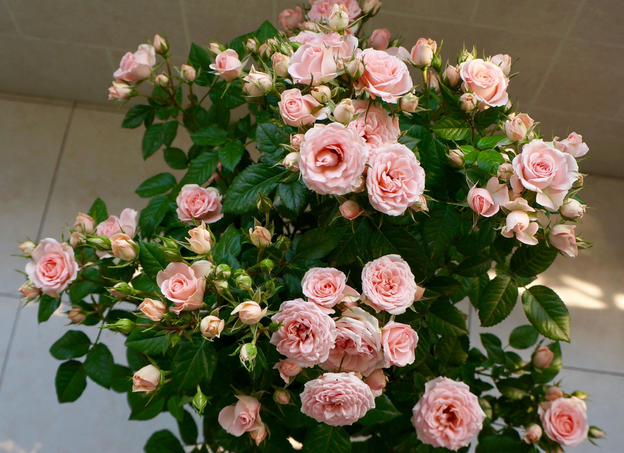 新手养月季就选宝贝宝石美如玫瑰皮实好养多季节开花