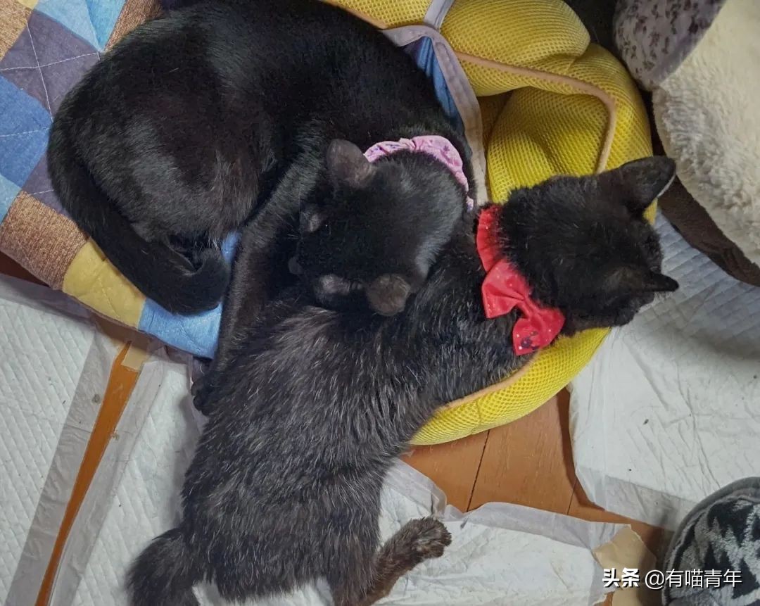 爱猫去世3个月后,又回到我身边了休闲区蓝鸢梦想 - Www.slyday.coM 爱猫去世3个月后,又回到我身边了休闲区蓝鸢梦想 - Www.slyday.coM