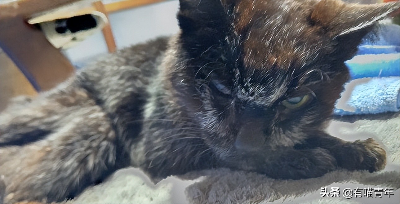 爱猫去世3个月后,又回到我身边了休闲区蓝鸢梦想 - Www.slyday.coM 爱猫去世3个月后,又回到我身边了休闲区蓝鸢梦想 - Www.slyday.coM