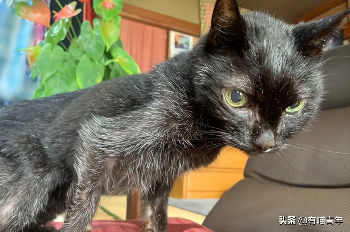 爱猫去世3个月后,又回到我身边了休闲区蓝鸢梦想 - Www.slyday.coM 爱猫去世3个月后,又回到我身边了休闲区蓝鸢梦想 - Www.slyday.coM