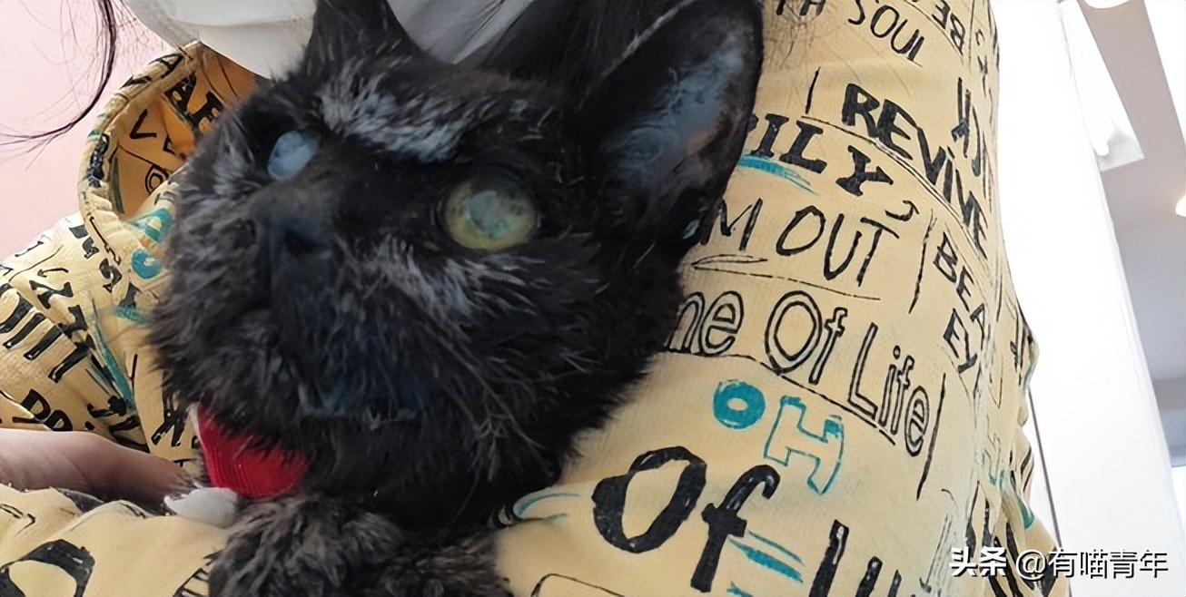 爱猫去世3个月后,又回到我身边了休闲区蓝鸢梦想 - Www.slyday.coM 爱猫去世3个月后,又回到我身边了休闲区蓝鸢梦想 - Www.slyday.coM