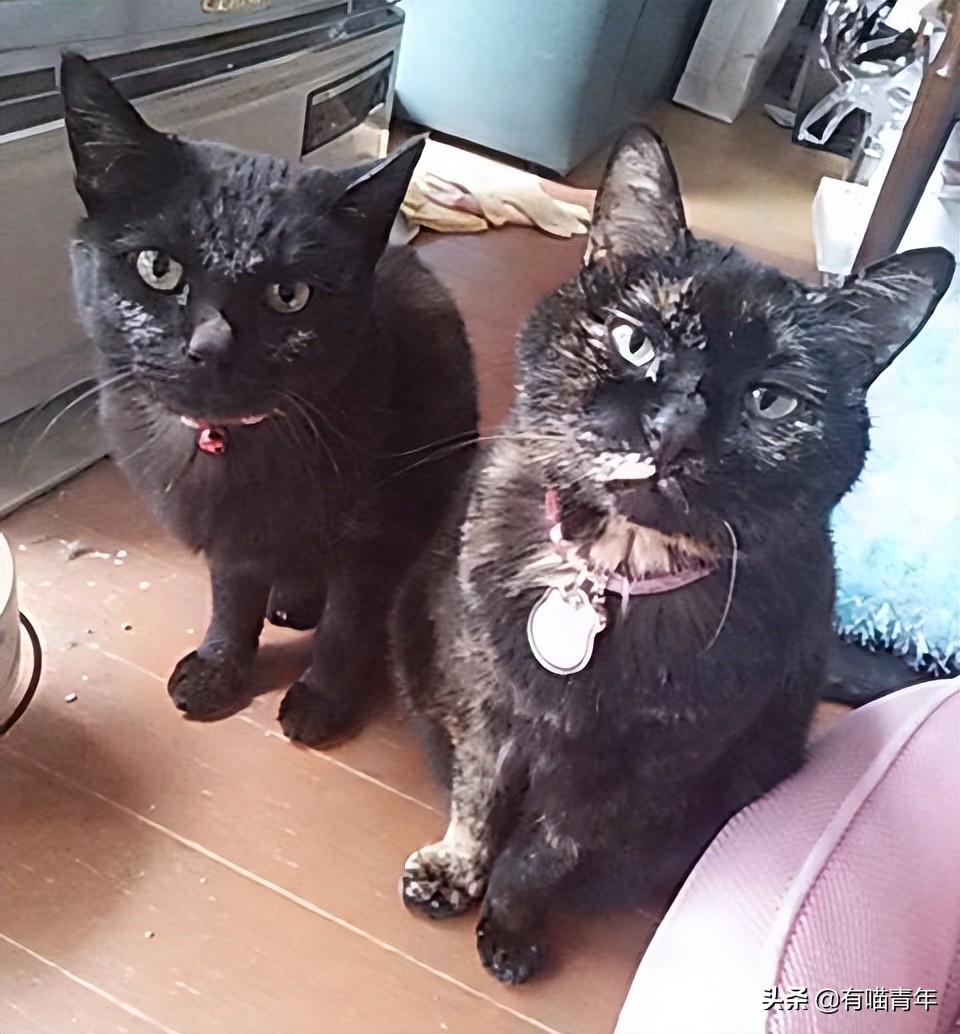 爱猫去世3个月后,又回到我身边了休闲区蓝鸢梦想 - Www.slyday.coM 爱猫去世3个月后,又回到我身边了休闲区蓝鸢梦想 - Www.slyday.coM