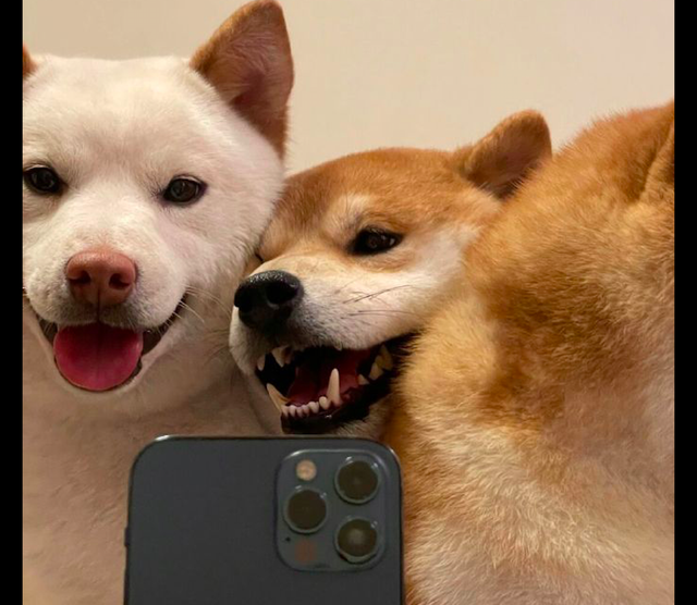 3只柴犬挤在一起拍照好像虚假朋友间的合影已脑补出内心戏了