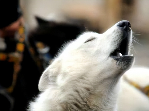 狗狗半夜"鬼哭狼嚎",还疯狂吠叫,到底在叫什么?