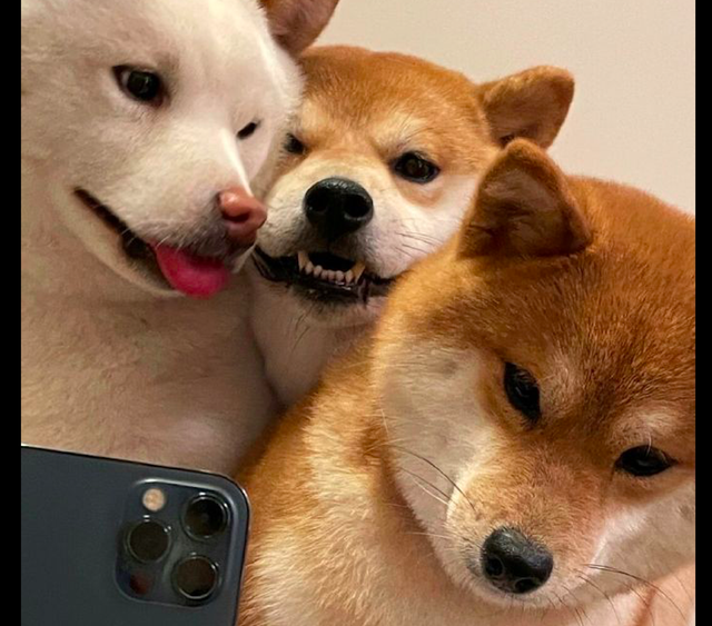 3只柴犬挤在一起拍照,好像虚假朋友间的合影,已脑补出内心戏了
