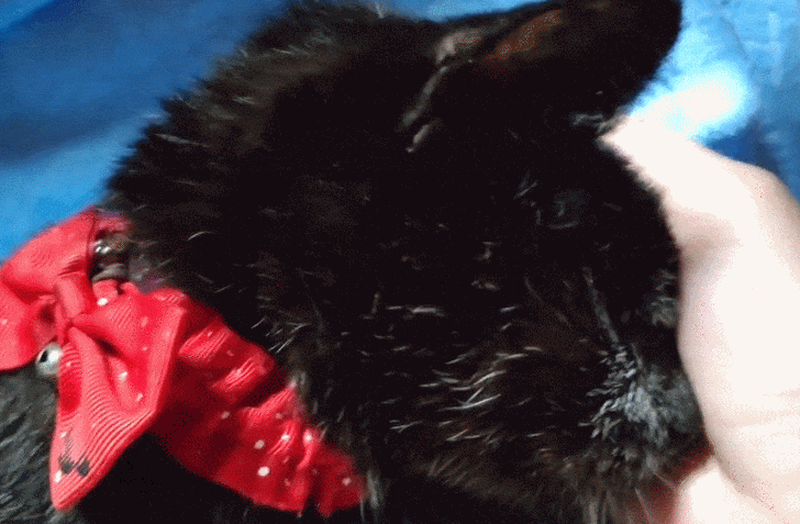 爱猫去世3个月后,又回到我身边了休闲区蓝鸢梦想 - Www.slyday.coM 爱猫去世3个月后,又回到我身边了休闲区蓝鸢梦想 - Www.slyday.coM