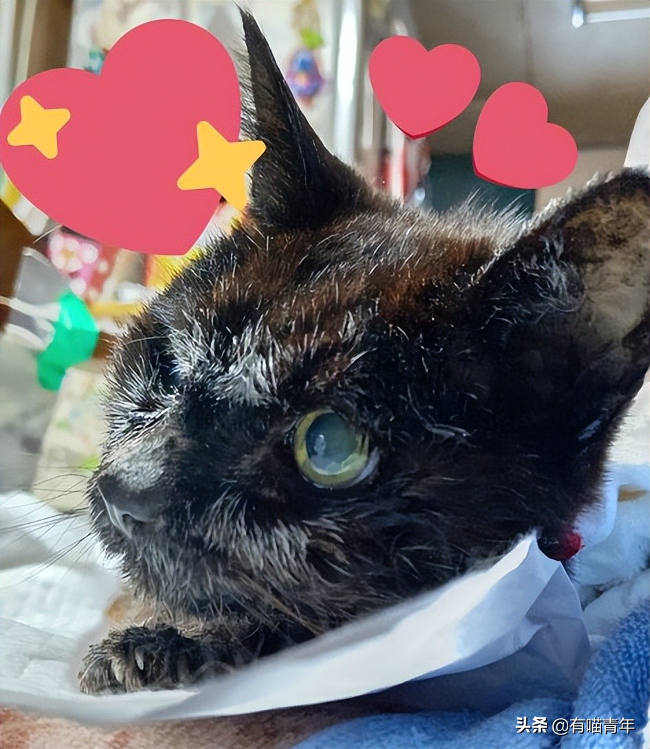 爱猫去世3个月后,又回到我身边了休闲区蓝鸢梦想 - Www.slyday.coM 爱猫去世3个月后,又回到我身边了休闲区蓝鸢梦想 - Www.slyday.coM