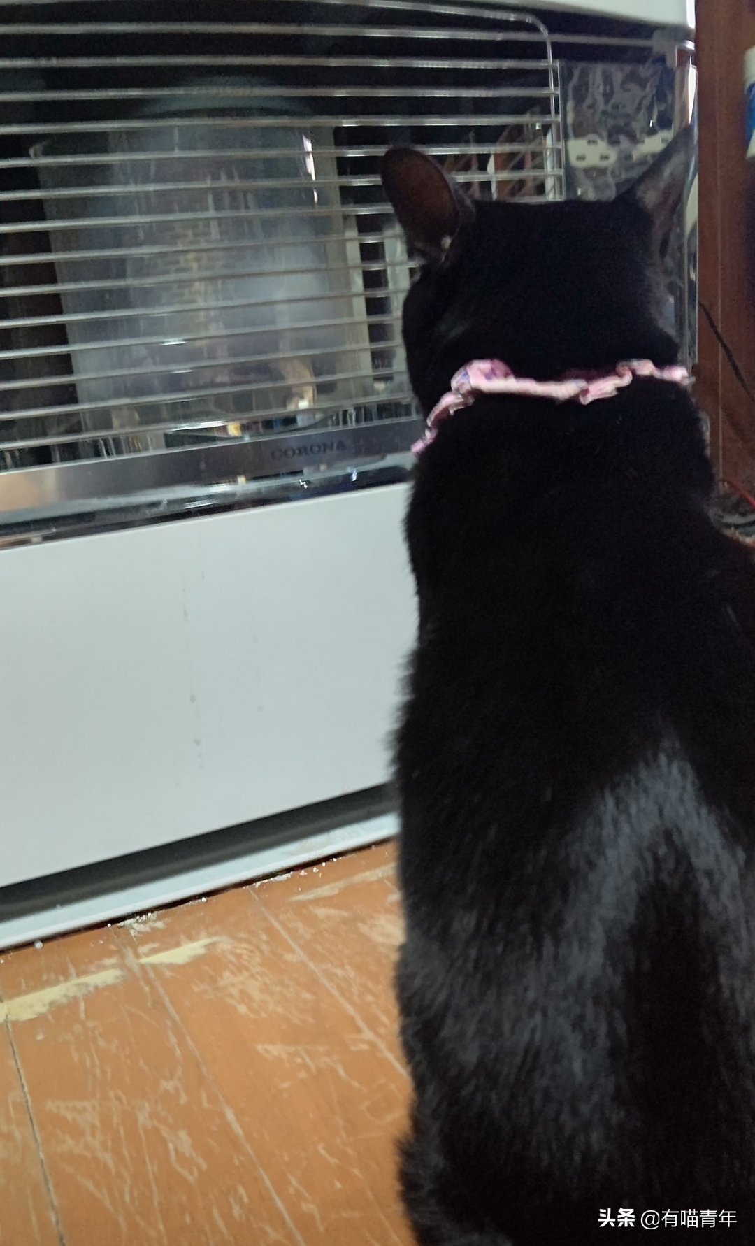 爱猫去世3个月后,又回到我身边了休闲区蓝鸢梦想 - Www.slyday.coM 爱猫去世3个月后,又回到我身边了休闲区蓝鸢梦想 - Www.slyday.coM